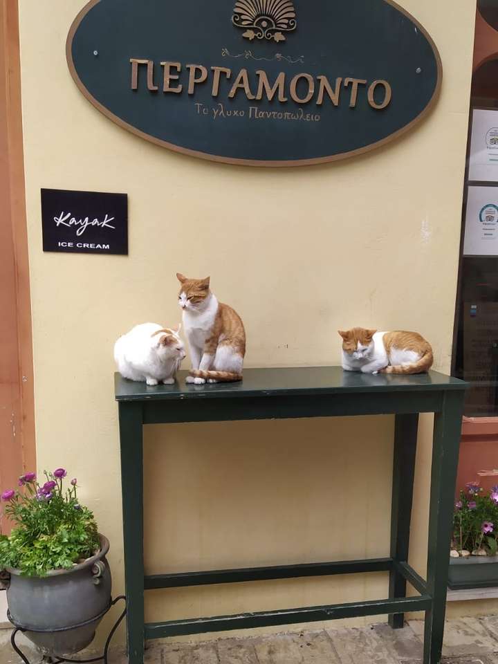 vilande katter framför hotellet Pussel online