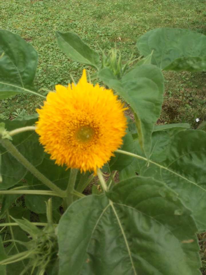 gelbe Blume auf dem Hintergrund von Blättern Online-Puzzle
