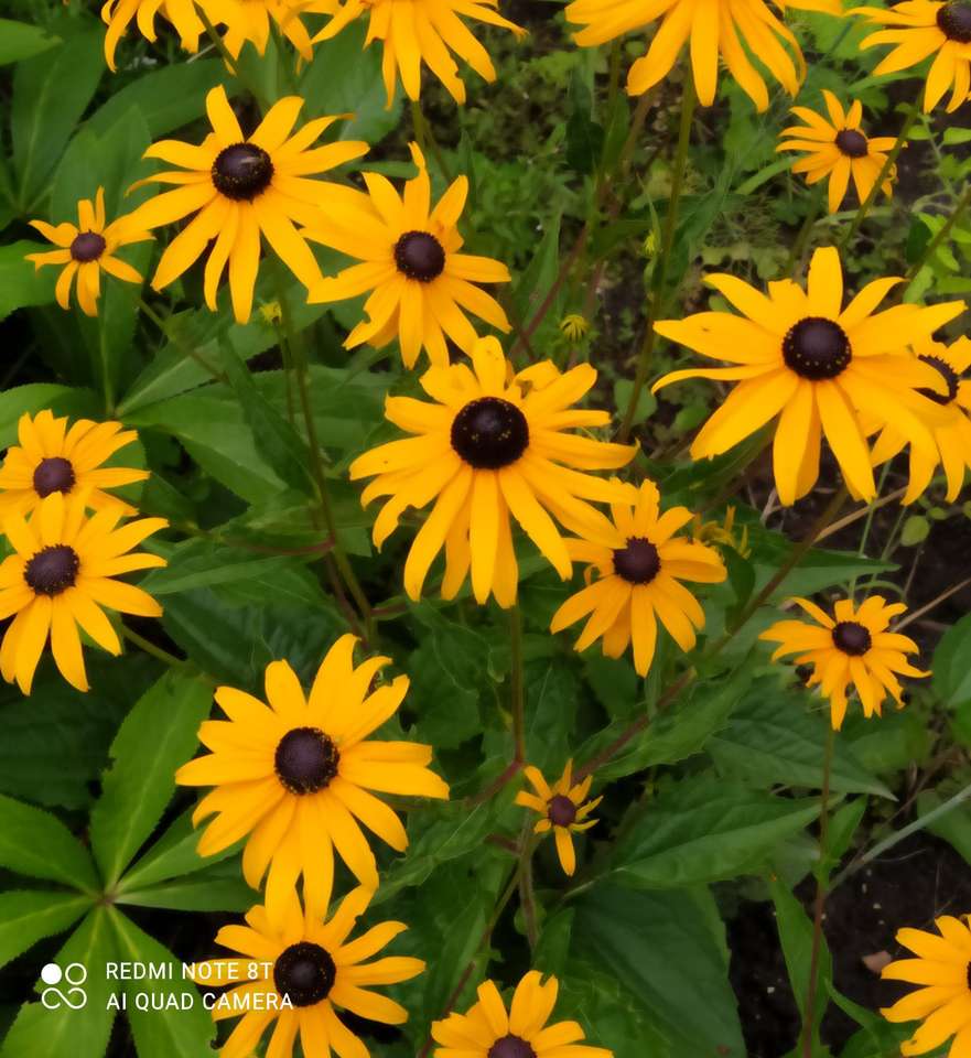 campo de flores amarelas quebra-cabeças online