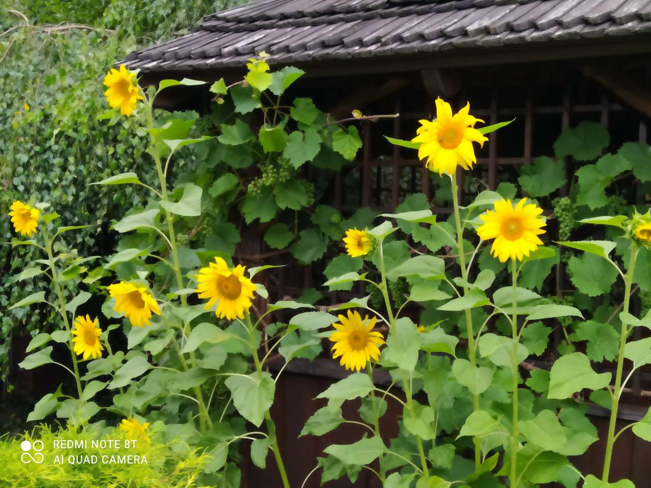 Sonnenblumen vor der Hütte Puzzlespiel online