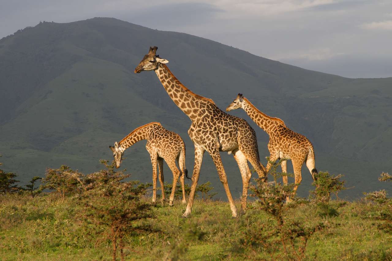 Girafa na cratera de ngorongoro quebra-cabeças online