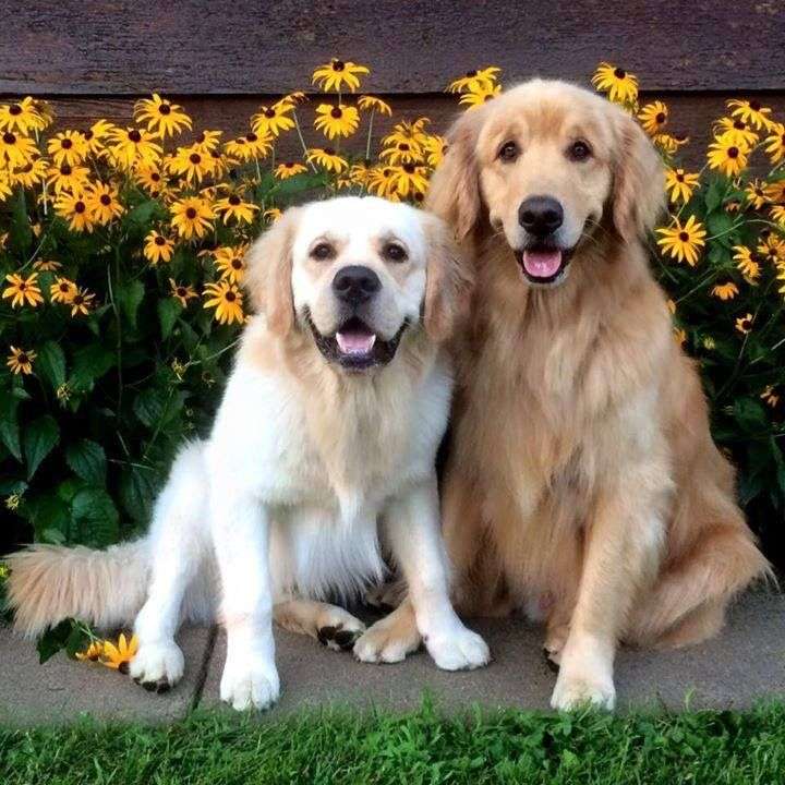 Två hundar och blommor pussel på nätet