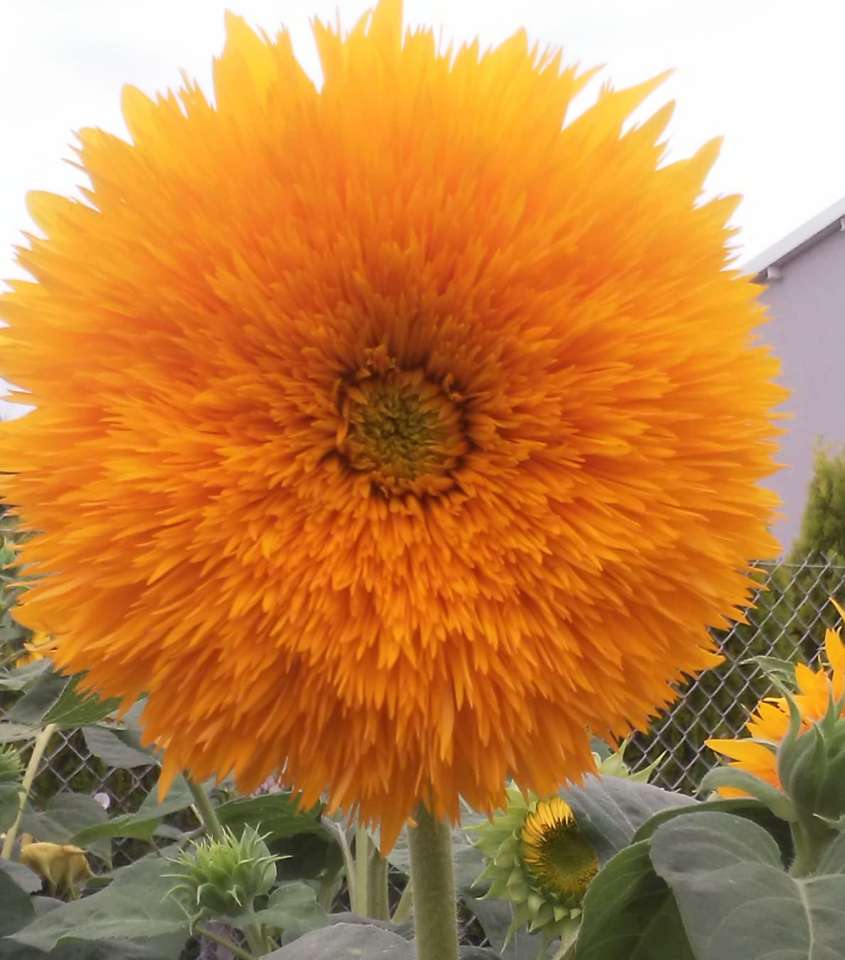 girasol decorativo rompecabezas en línea