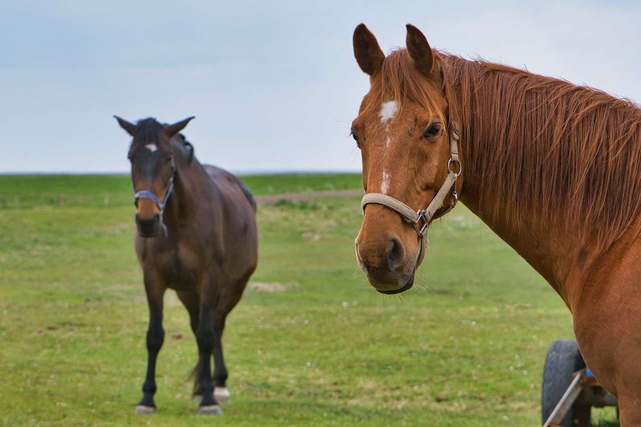 馬、茶色の馬、草 ジグソーパズルオンライン