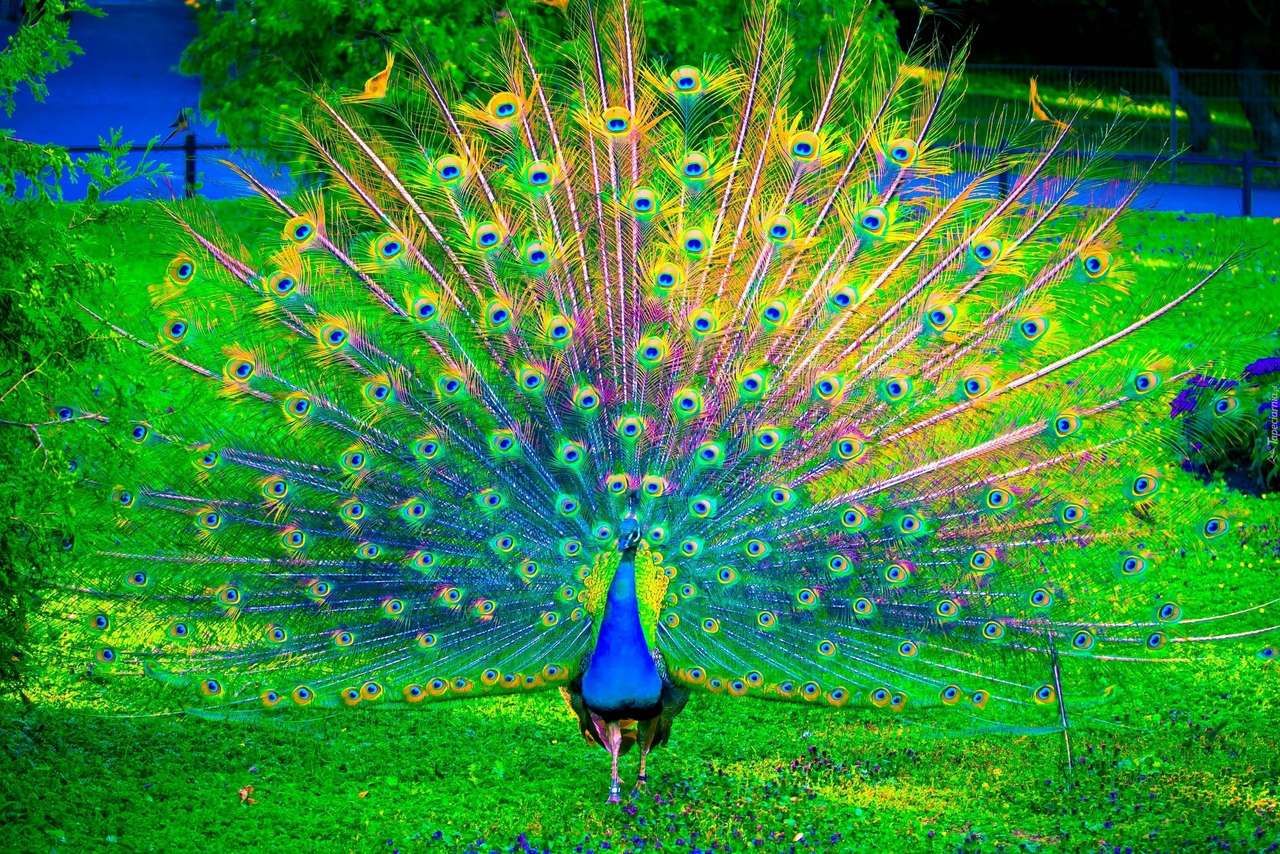 птица с цвят на паун онлайн пъзел