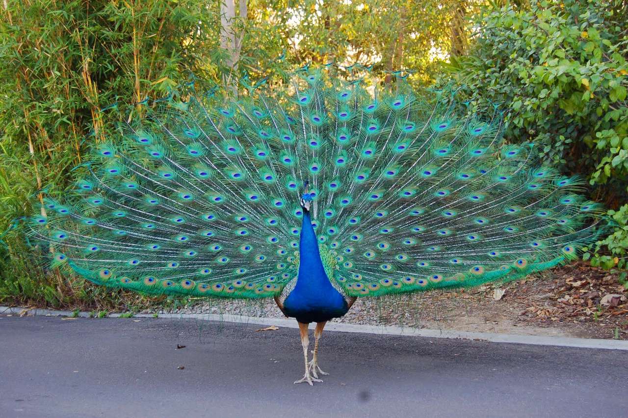 peacock-colored bird jigsaw puzzle online