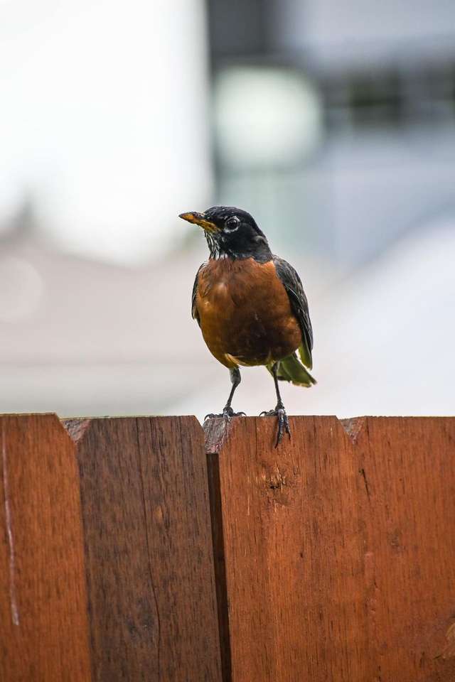 πουλί σε έναν φράχτη παζλ online