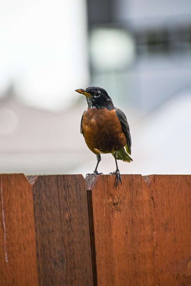 pájaro en una cerca rompecabezas en línea