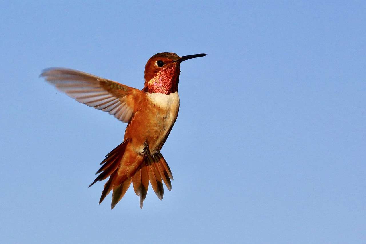 colibri, pássaro puzzle online