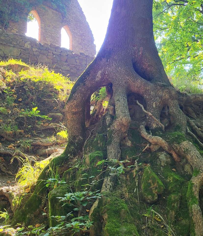 velha árvore em ruínas puzzle online