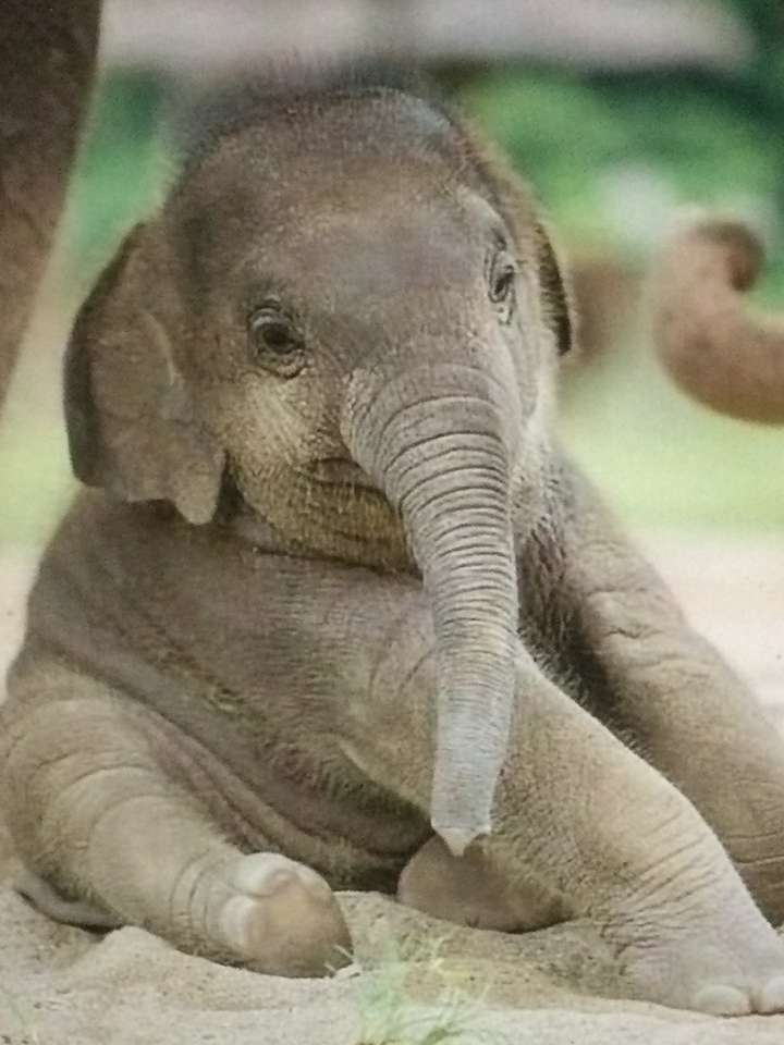 Fáradt szürke bébi elefánt online puzzle