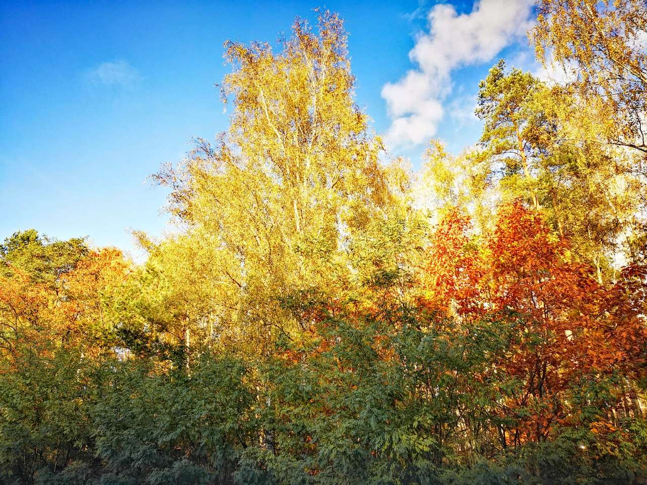 färgglada träd och himmel Pussel online