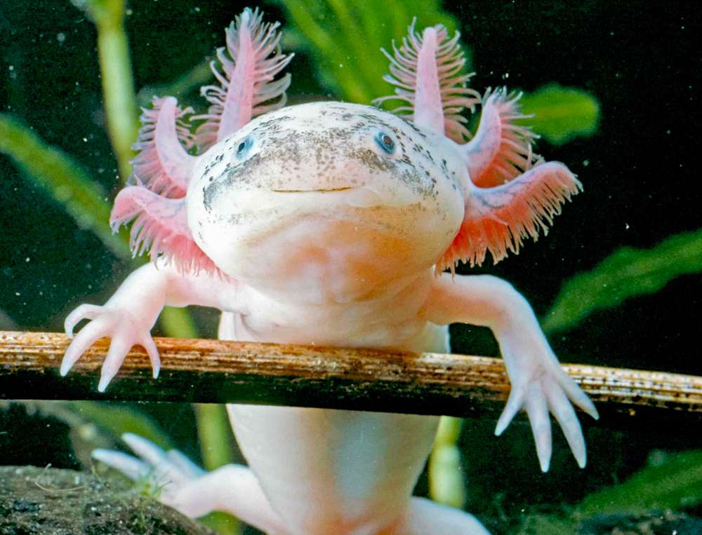 axolotl παζλ online