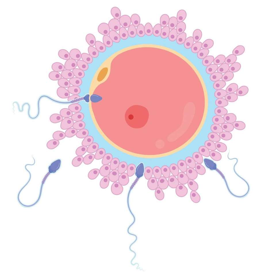 яйцеклітина і сперма пазл онлайн