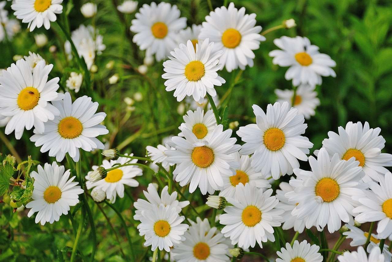 λευκό λουλούδι online παζλ