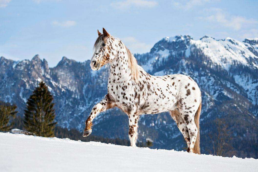 Appaloosa rompecabezas en línea