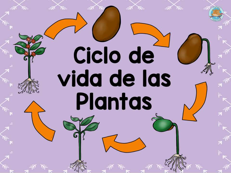 PLANTS LIFE CYCLE jigsaw puzzle online