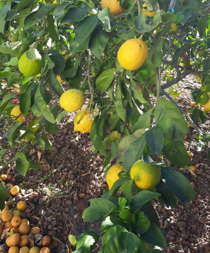 citronträdgård pussel på nätet