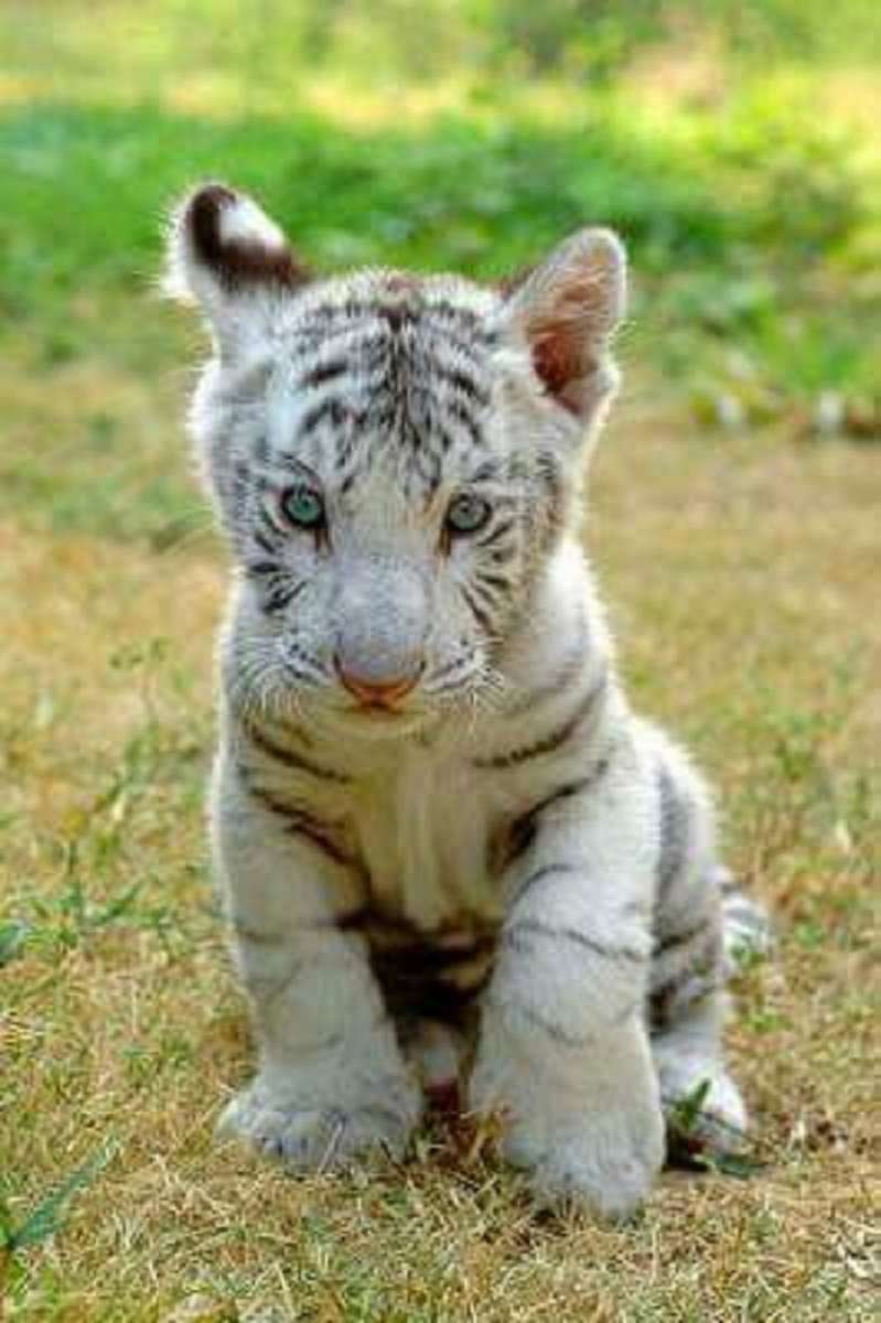 pequeno tigre albino quebra-cabeças online