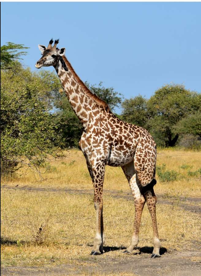 Giraffe vor dem Hintergrund von Bäumen Puzzlespiel online