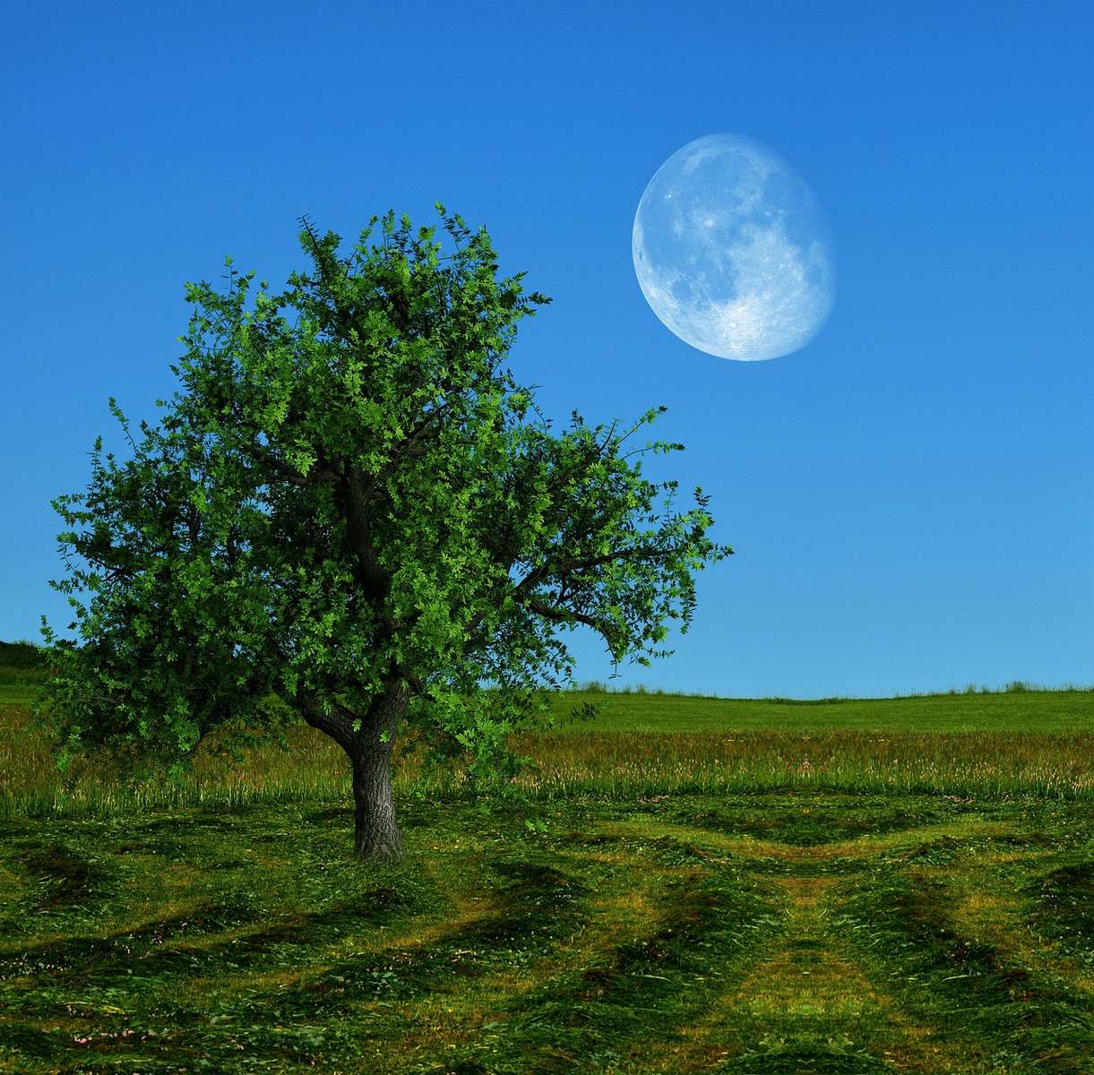 Naturaleza, Árbol, Prado. rompecabezas en línea