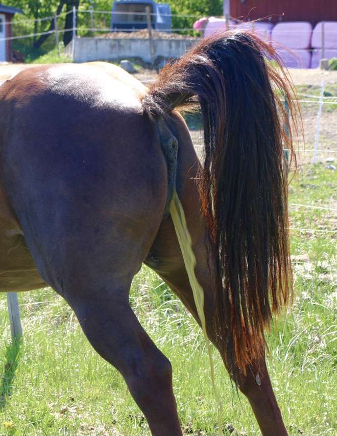Horse peeing online puzzle