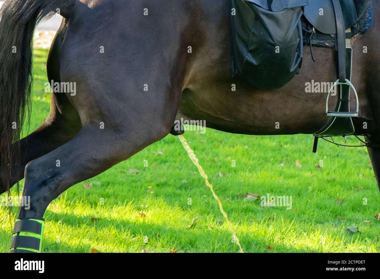 Cheval qui fait pipi dans l'herbe puzzle en ligne