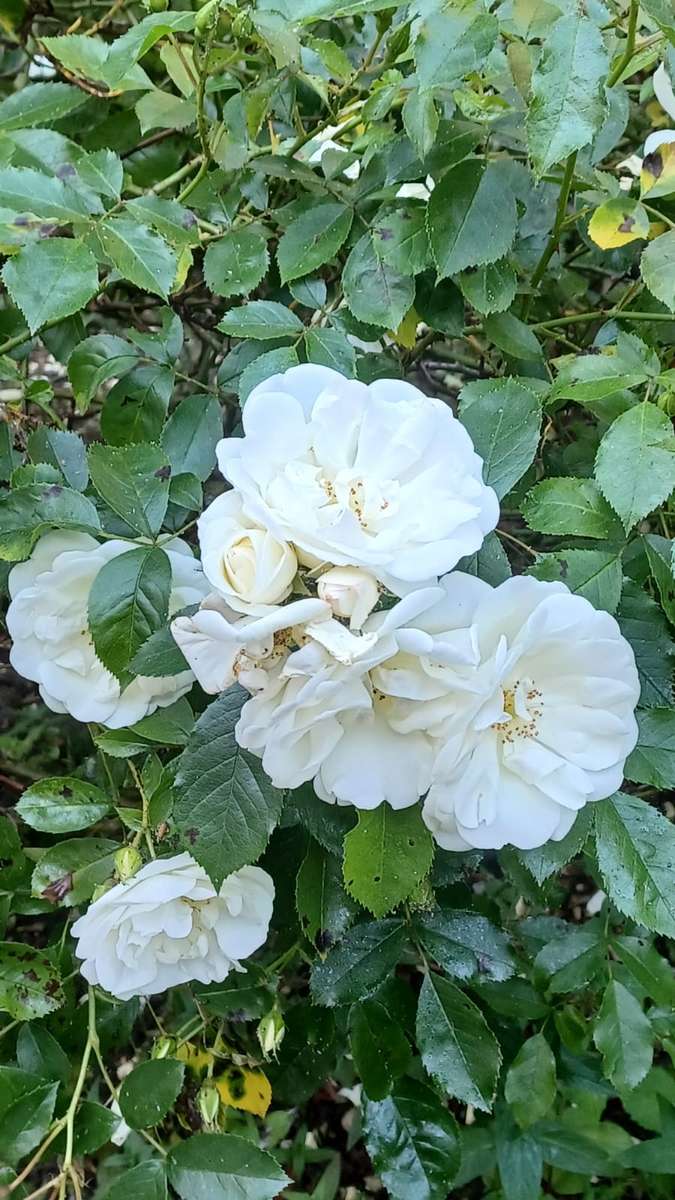 witte delicate rozen legpuzzel online