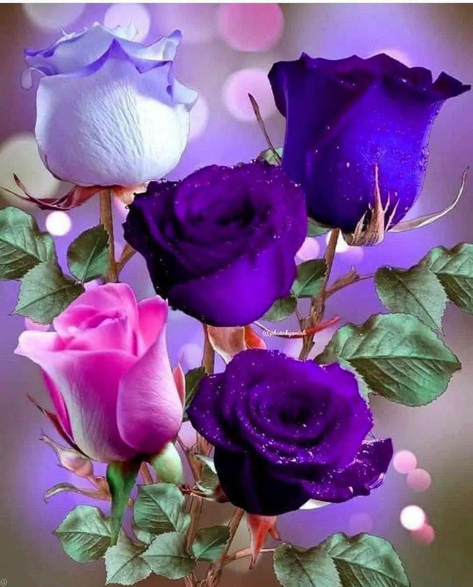 лилаво обагрени рози онлайн пъзел