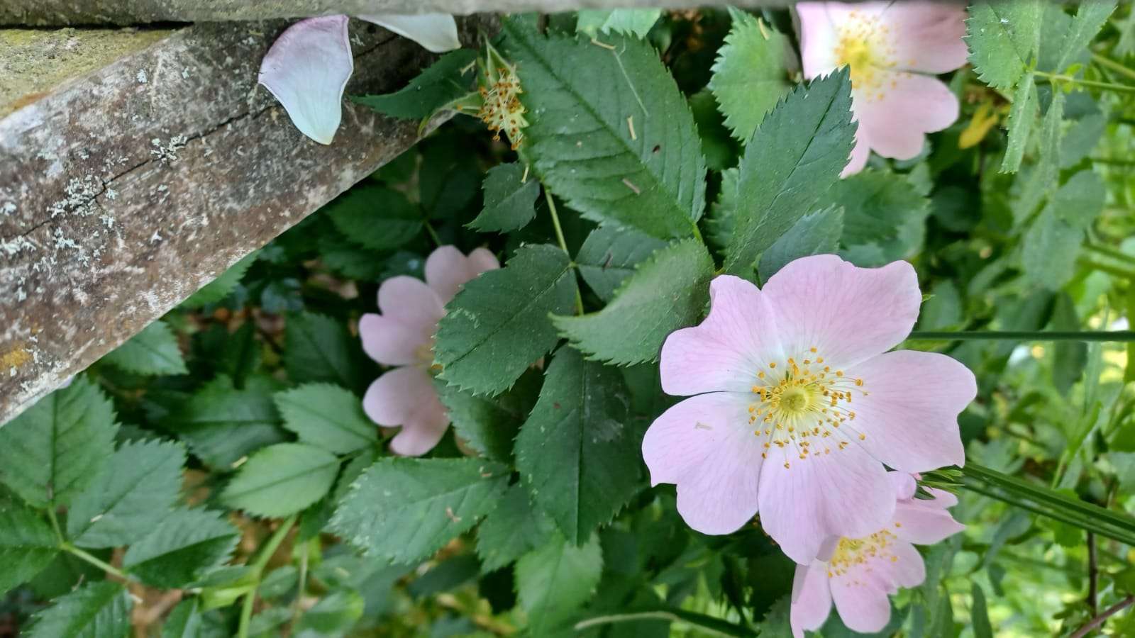 rosa selvagem floresceu puzzle online