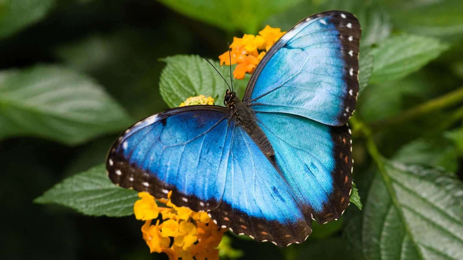 MARIPOSA HERMOSA rompecabezas en línea