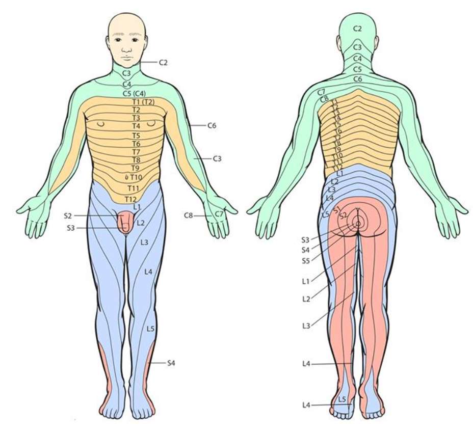 dermatomen 2 online puzzel