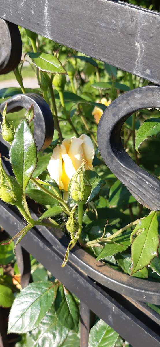 čajová růže za plotem online puzzle