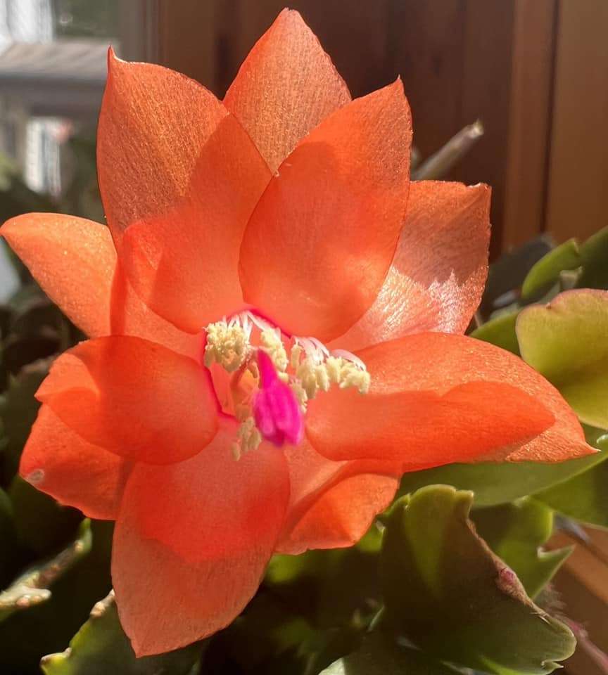 Cactus de vacances orange puzzle en ligne