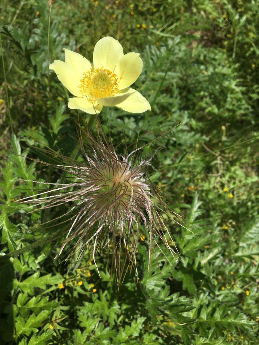 Fleur de montagne puzzle en ligne