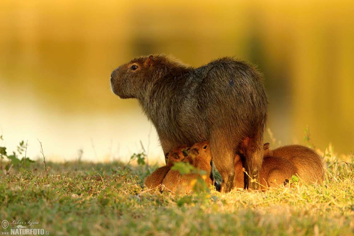 capybara online παζλ
