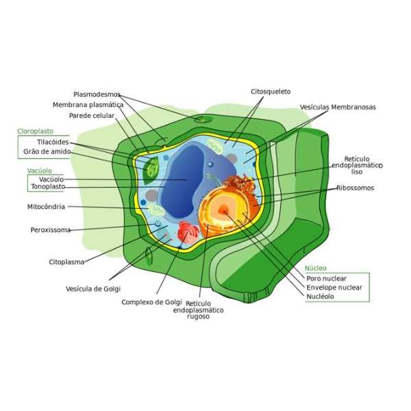 Cellule végétale puzzle en ligne