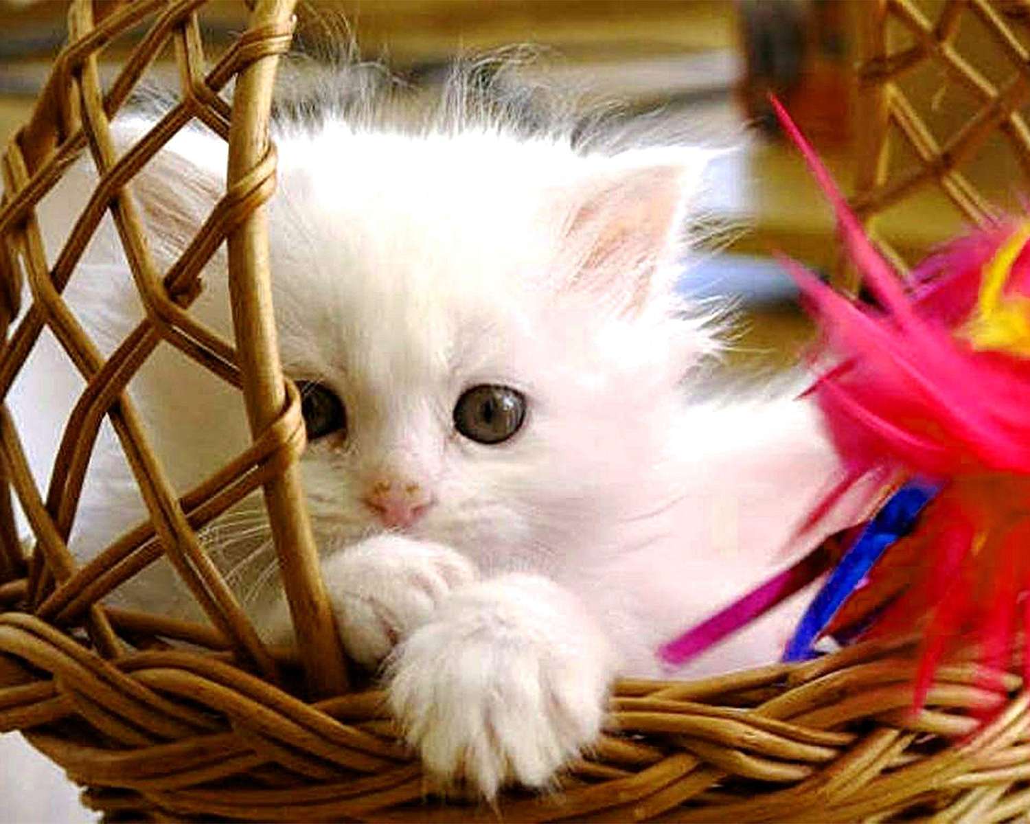 Маленьке кошеня в кошику пазл онлайн