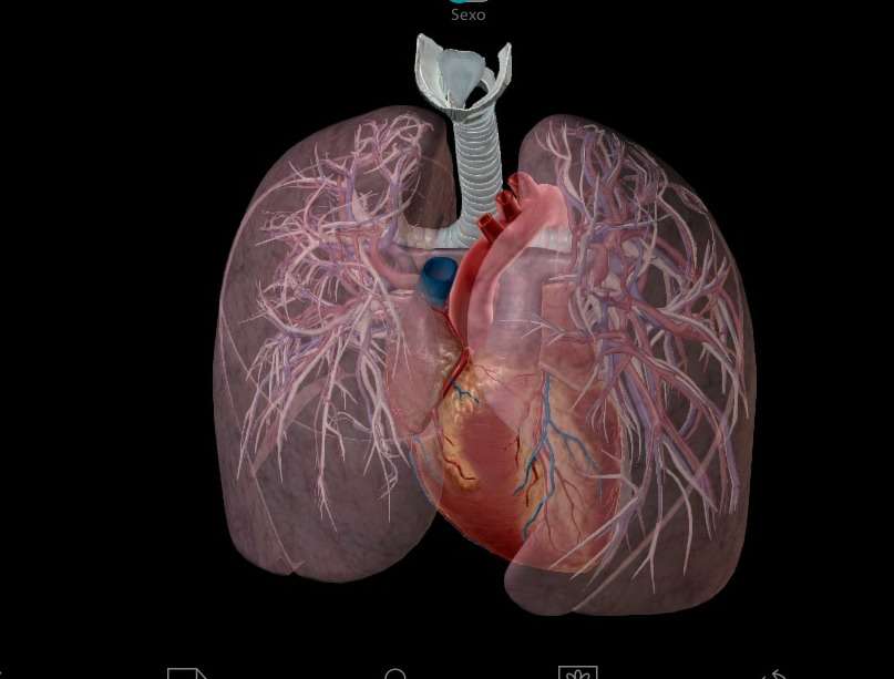 Circulatia pulmonara puzzle online
