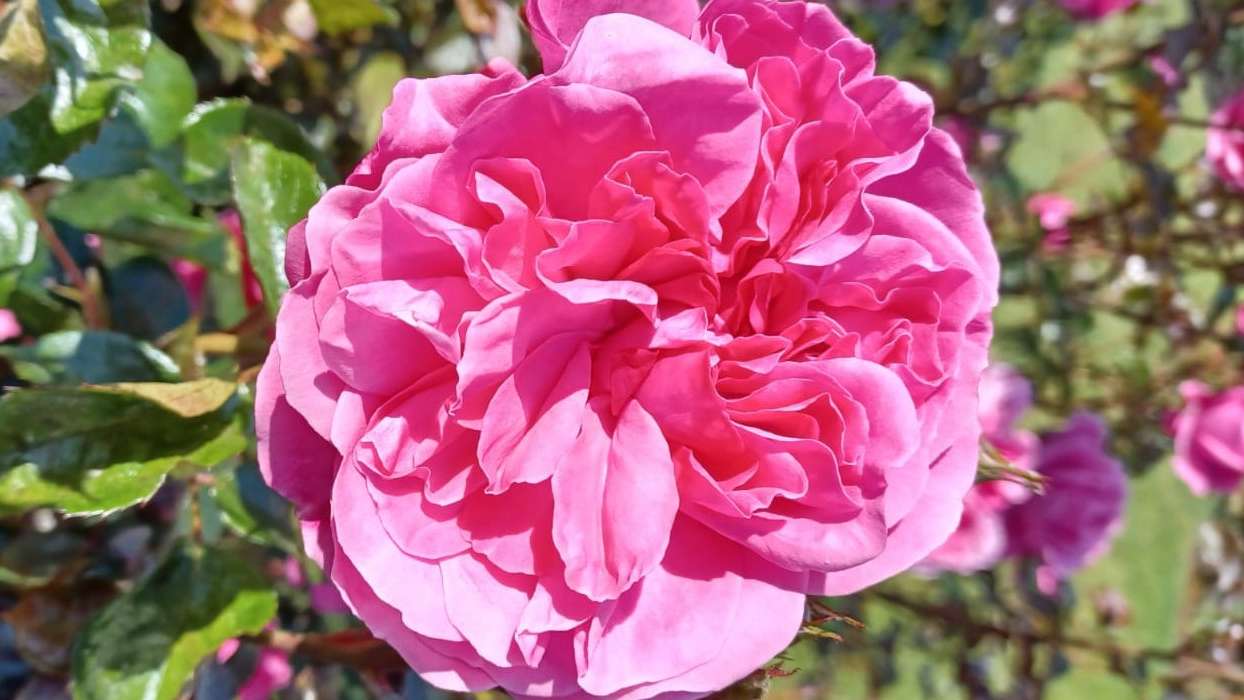rózsaszín rózsa virág kirakós online