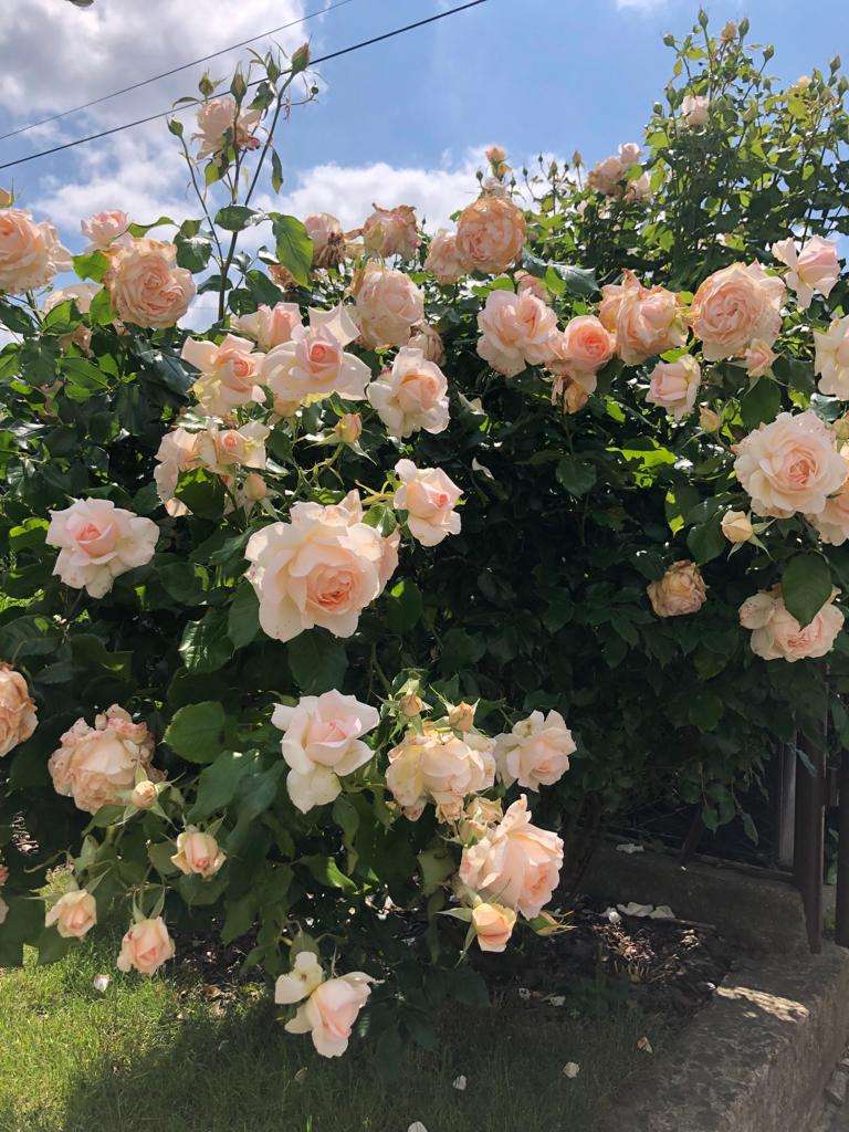 cespugli di rose in fiore puzzle online