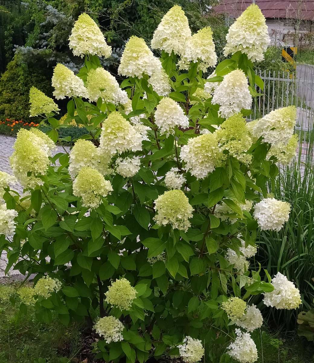 vit blommande buske pussel på nätet