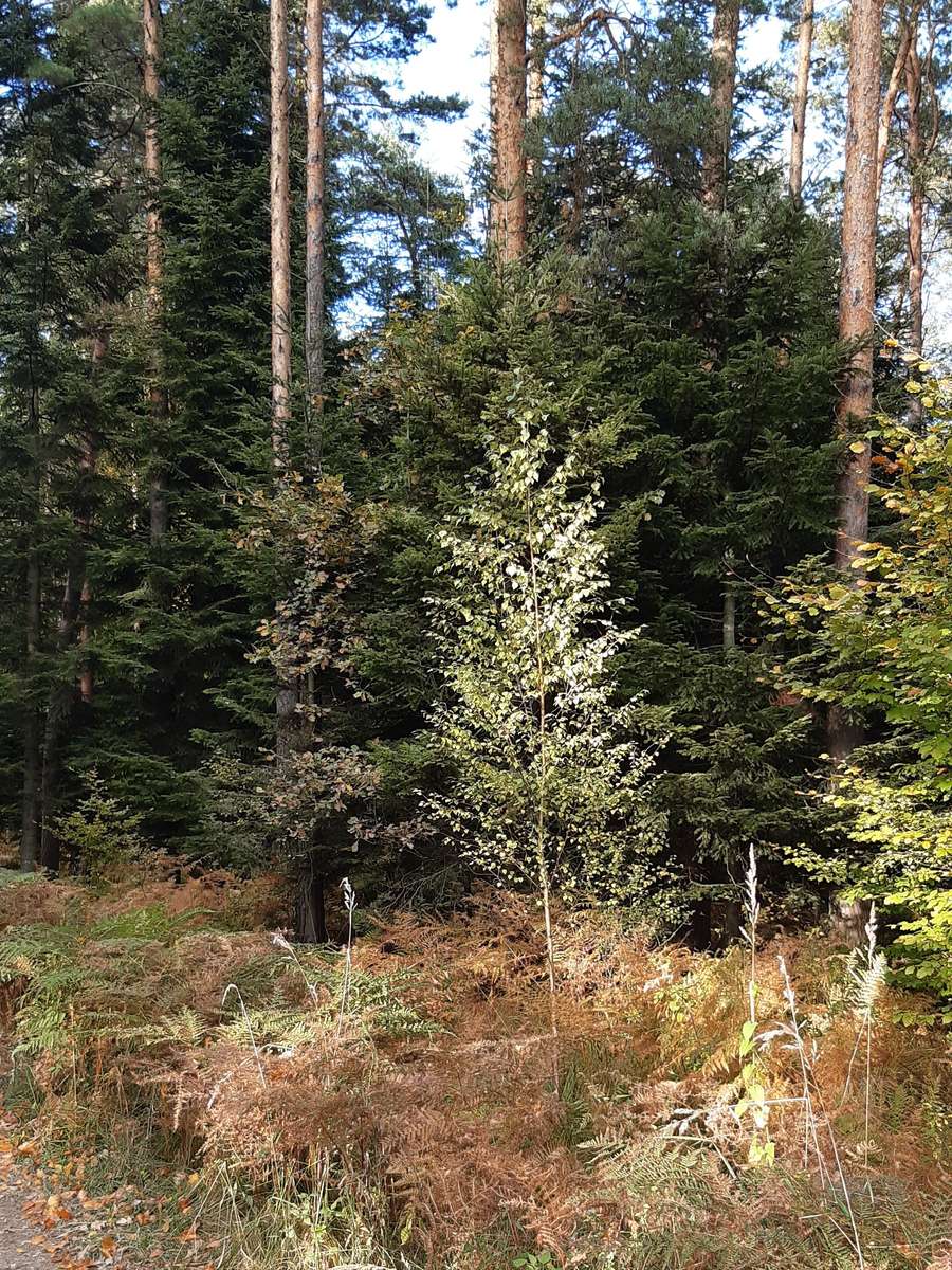 bosque árboles arbustos prado rompecabezas en línea