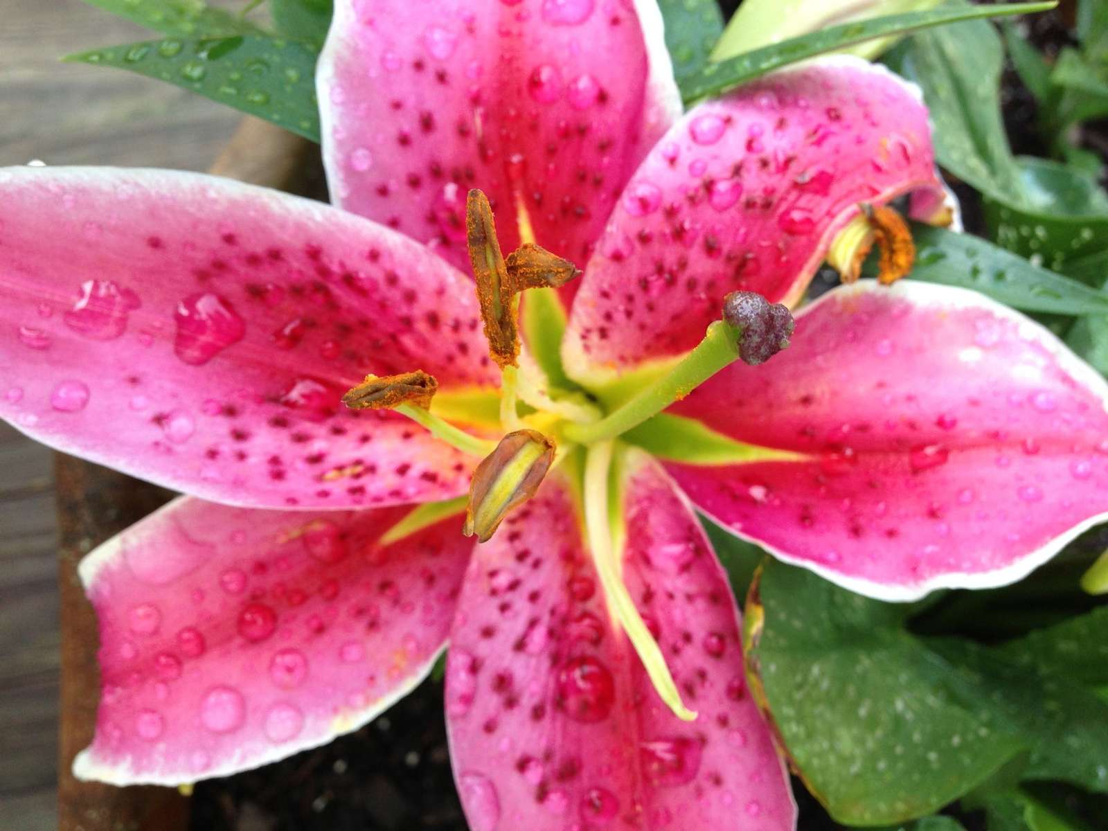 Asiatic lily jigsaw puzzle online
