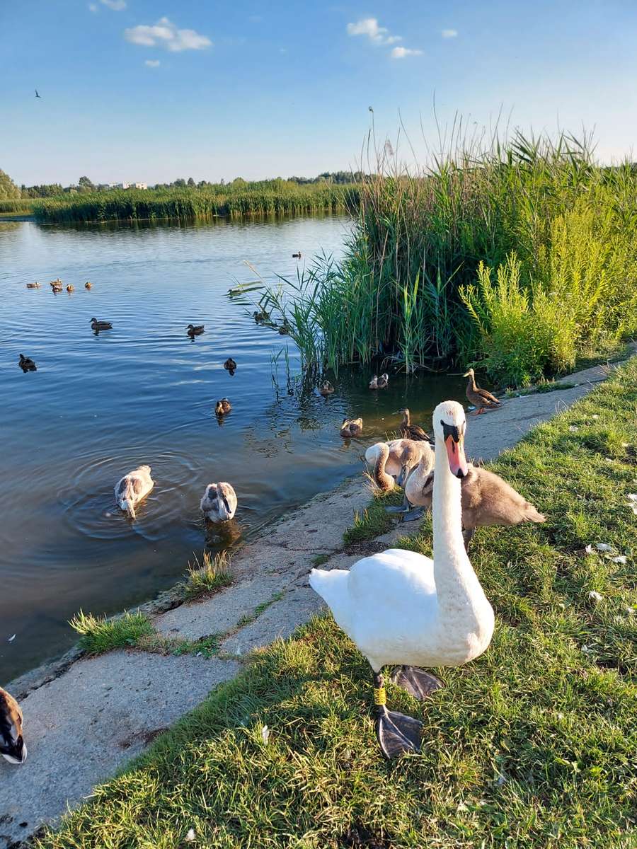cisnes en el lago rompecabezas en línea
