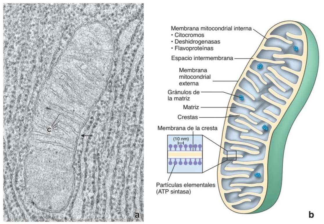 Mitochondrium Puzzlespiel online