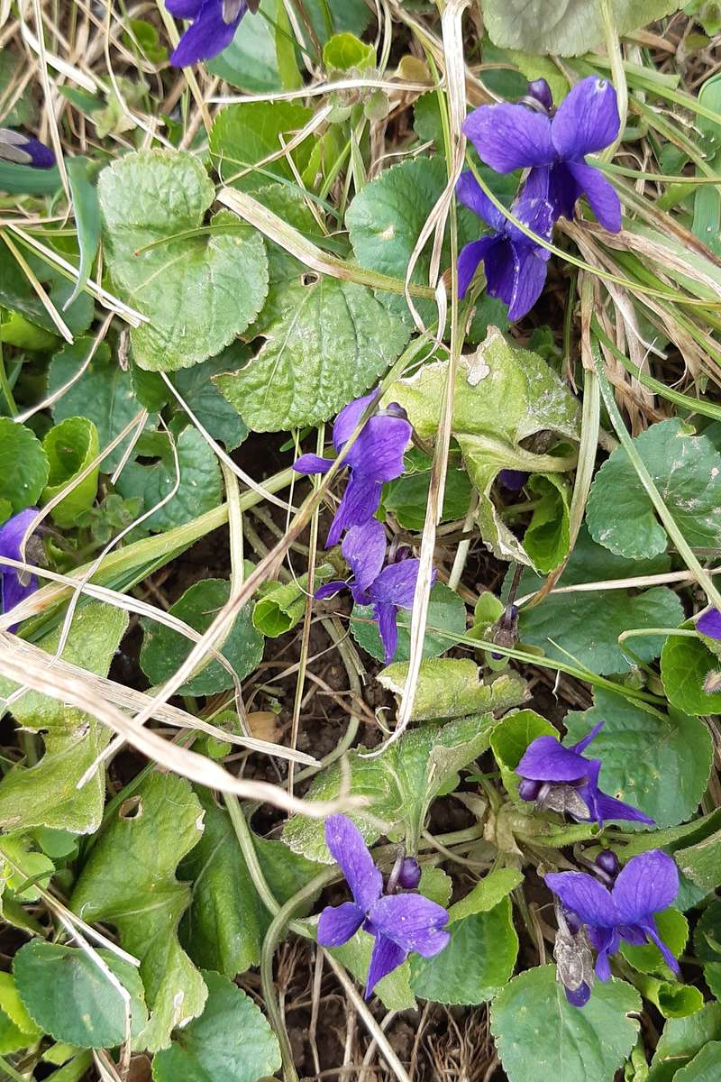 violetas en la hierba rompecabezas en línea
