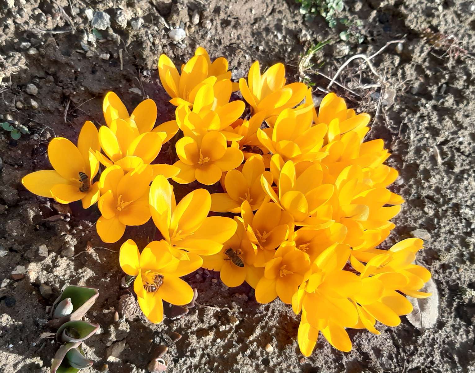 crocus galbeni primăvara puzzle online