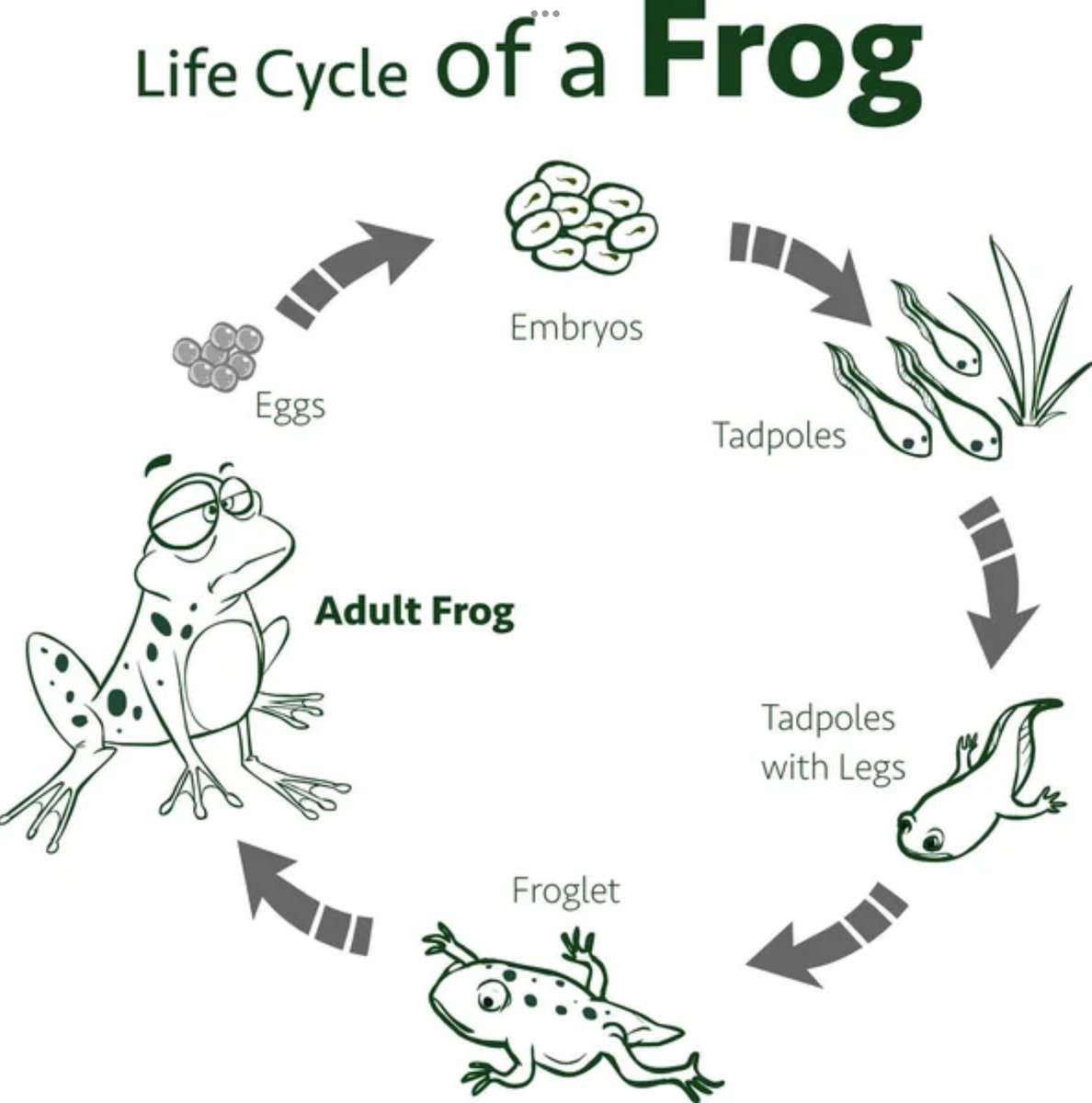 жабешки цикъл онлайн пъзел