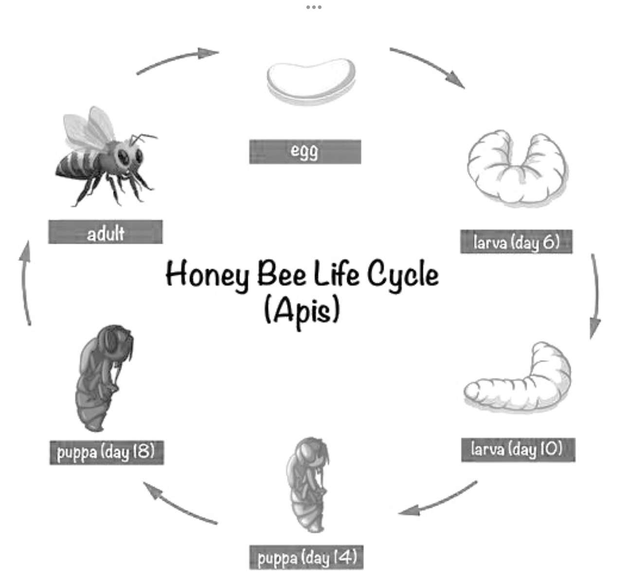 včelí cyklus online puzzle